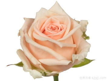 美琪月季/梅西+Maisie