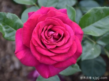 美人丽芙月季/丽滨月季Belles Rives