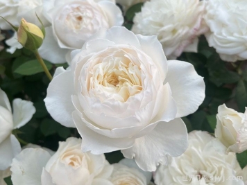 美雪公主月季/蜜柚公主Princess Miyuki