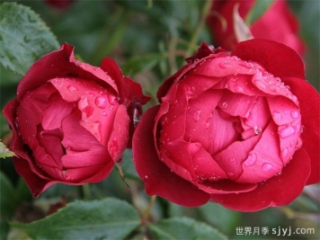 米兰诺月季/米兰Milano