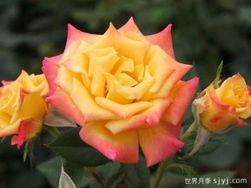 蜜蜂膝盖月季/非常出色月季Bees Knees