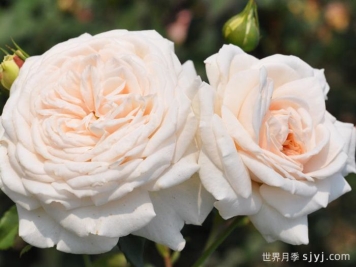 蜜月月季/香草月季Honeymoon