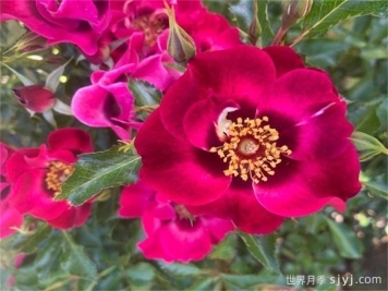 魔鬼巴比伦眼睛月季/恶魔巴比伦眼睛Devil Babylon Eyes