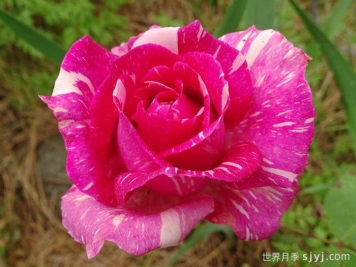 摩登时代月季/糖果条纹月季Modern Times