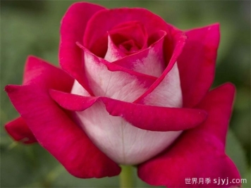 莫妮卡贝鲁奇月季/莫妮卡月季Monica Bellucci