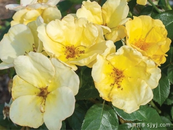 轻松自在绝代佳人月季Easy Bee-zy Knock Out