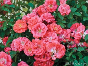 珊瑚漂流月季Coral Drift