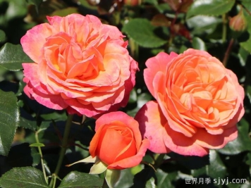 珊瑚狮子月季Coral Lions Rose