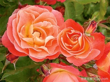 珊瑚湾月季/珊瑚月季Coral Cove