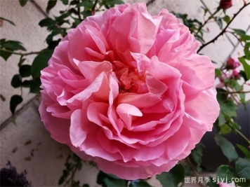 舍农索城堡的女人月季/达梅思/舍农索的夫人们Dames de Chenonceau