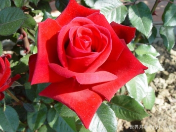 生日快乐月季/想念你月季Thinking of You