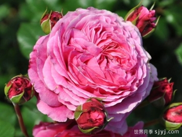 神仆天使阿比迪月季/阿比迪Abdiel