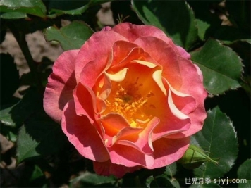 圣科斯梅修道院月季Prieure de St Cosme