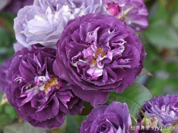 圣十字军月季/里纳尔多/圣焰骑士Rinaldo