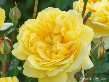 诗人的妻子月季The Poet's Wife