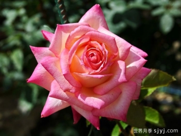 十全十美月季/科德斯完美Kordes Perfecta