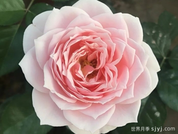 世霸月季/音工坊月季Sonus Faber