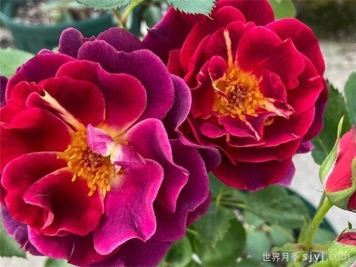 石榴石玫瑰月季Rhodolite Garnet