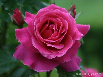 娜奥米月季/糯米/内奥米Naomi Renaissance