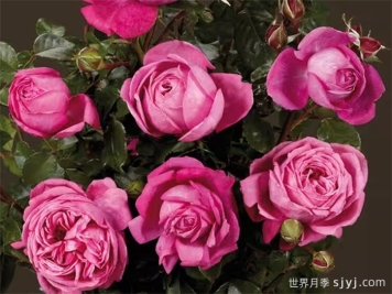 娜塔莉月季Natalie Renaissance