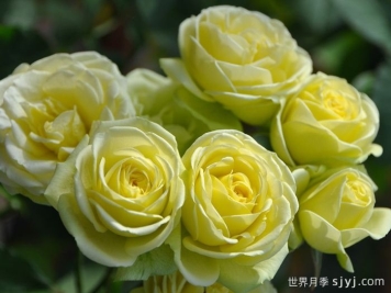 奶油龙沙这种微型月季应该如何修剪？