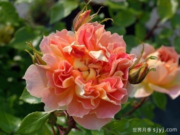 南瓜灯笼月季Lanterne Citrouille