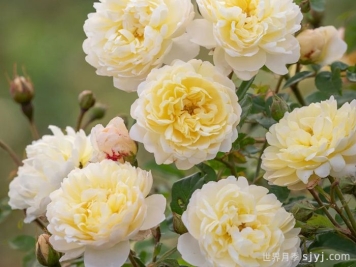 奈贝文月季/新书信Nye Brevan