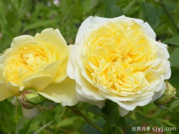 内尔森蒙福月季/尼尔森蒙福特Nelson Monfort