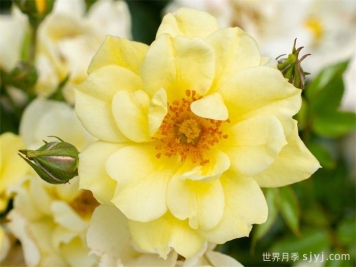 柠檬漂流月季Lemon Drift