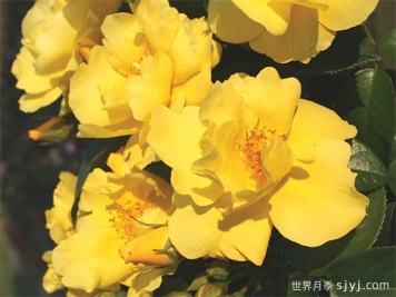 柠檬汽水月季/柠檬菲斯月季Lemon Fizz