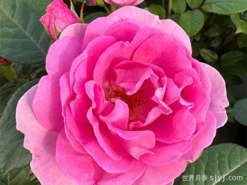 欧洲女人月季Europa Donna