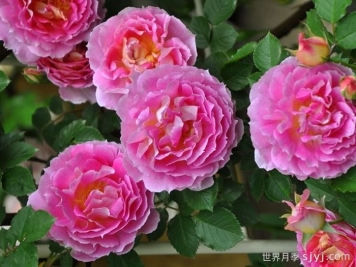 潘妮洛佩亚月季/潘妮洛比亚/珀涅罗珀Penelopeia