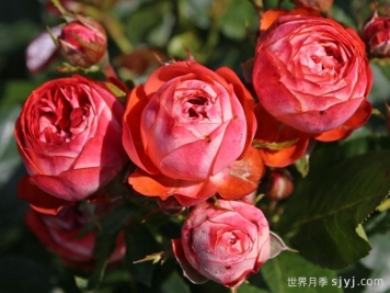 庞贝月季/蓬培基/庞贝吉Pompeji