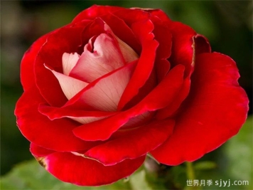 雪火月季Snowfire