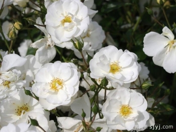 雪之女王月季/魔毯/塔尼吉诺Schneekonigin