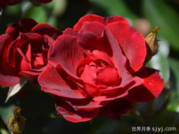 血腥玛丽月季/红磨坊街景/砖房Bloody Mary