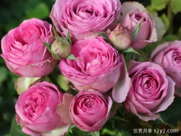 薰衣草蕾丝月季/薰衣草花边月季Lavender Lace