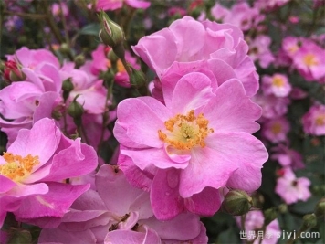 薰衣草之梦月季/薰衣草梦境/薰衣草梦Lavender Dream