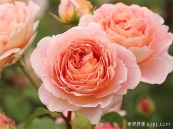 亚伯拉罕达比月季/亚伯拉罕Abraham Darby
