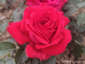 亚历克红月季/亚力克红Alec's Red