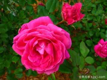 亚历山大麦肯兹月季Alexander Mackenzie