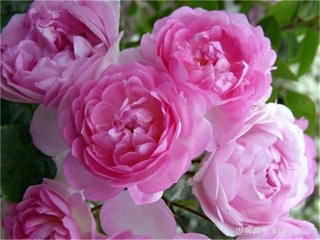 亚斯米娜月季/可爱乐园月季Jasmina