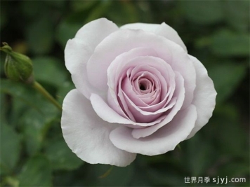 永恒的薰衣草月季/永恒紫色月季Everlasting Lavender