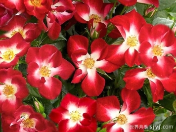 永耀红宝石月季/永辉红宝石Everglow Ruby