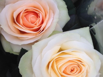 永远的沙洲日落月季Sandbanks Sunset Forever