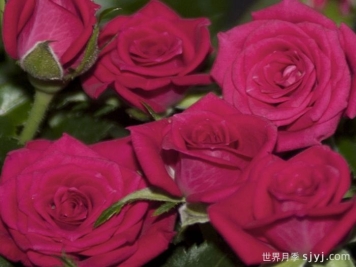 永远的丽娃月季Riva Forever