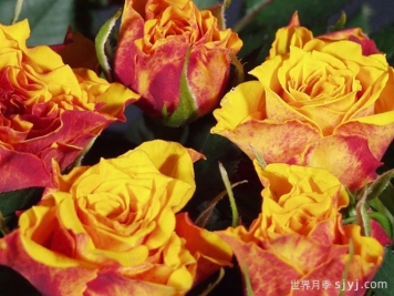 永远的迷你艾帕索月季Mini El Paso Forever