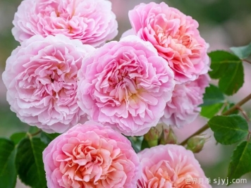 优丝塔夏福爱月季/尤泰莎菲月季/游苔莎斐伊Eustacia Vye