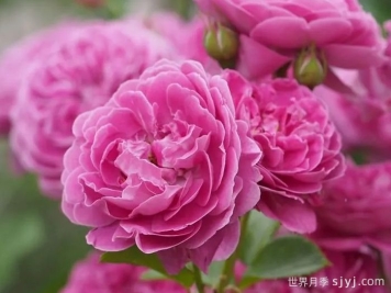 忧郁男孩月季Blue Boy