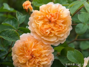 阳光港月季/港口阳光Port Sunlight